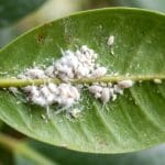 Guide et soins complets pour monstera tige molle