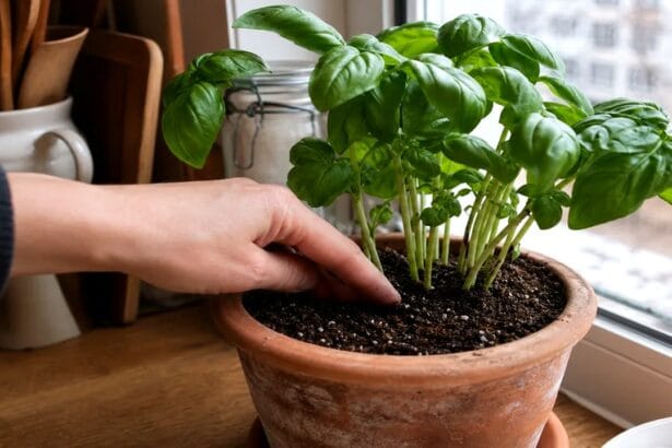 Guide et soins complets pour zamioculcas tiges molles