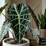 Guide et soins complets pour plante grasse
