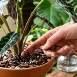 Guide pratique : Sansevieria (langue de belle-mère) : guide de culture