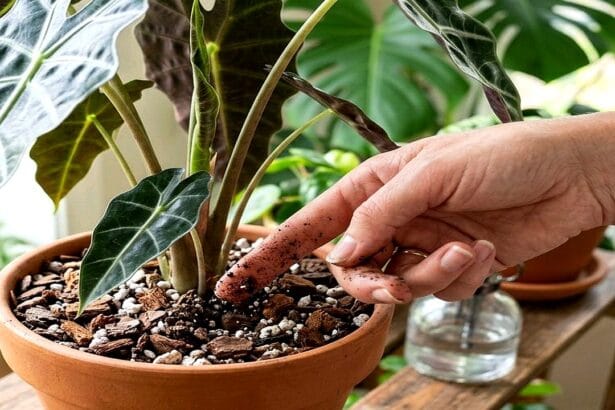 Guide pratique : Sansevieria (langue de belle-mère) : guide de culture