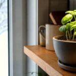Guide pratique : Comment rempoter une plante d’intérieur : guide pas à pas