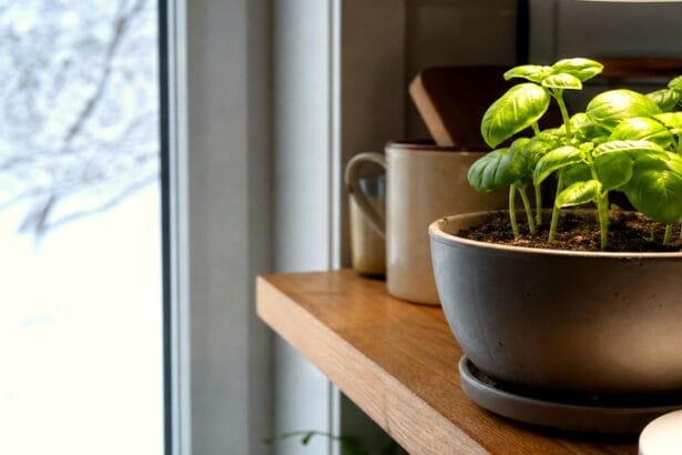 Guide pratique : Comment rempoter une plante d’intérieur : guide pas à pas