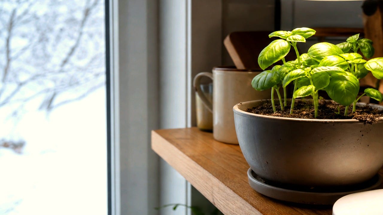 Guide pratique : Comment rempoter une plante d’intérieur : guide pas à pas