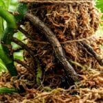 Guide pratique : Humidité des plantes d’intérieur : le guide pratique