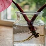 Guide pratique : Comment nettoyer les feuilles des plantes d’intérieur