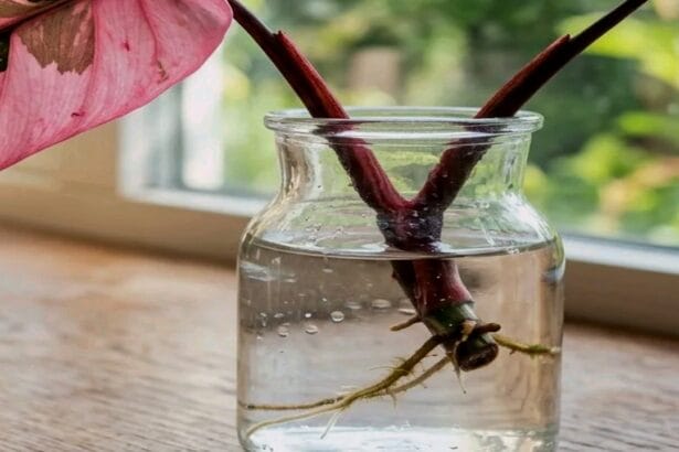 Guide pratique : Comment nettoyer les feuilles des plantes d’intérieur