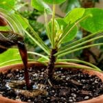 Guide pratique : Entretien du Sansevieria : 7 conseils pratiques