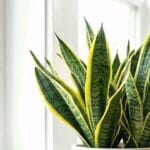 Guide pratique : Chlorophytum : guide d’entretien de la plante araignée