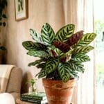 Guide pratique : Top 5 des plantes sculpturales pour un intérieur moderne