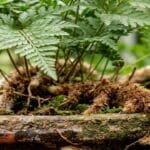 Guide pratique : 8 plantes d’intérieur pour une pièce peu lumineuse