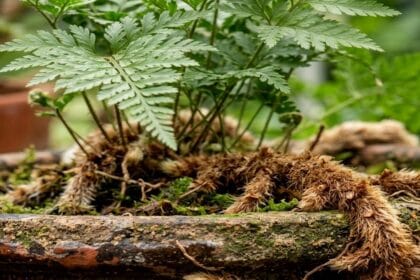Guide pratique : 8 plantes d’intérieur pour une pièce peu lumineuse