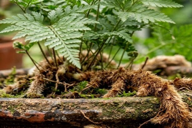 Guide pratique : 8 plantes d’intérieur pour une pièce peu lumineuse