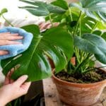 Guide pratique : Aspidistra : guide complet de la plante de fer