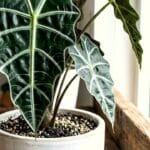 Guide pratique : Quelles plantes installer dans un couloir sombre ?