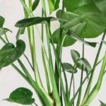 Guide pratique : Comment suspendre ses plantes d’intérieur avec style