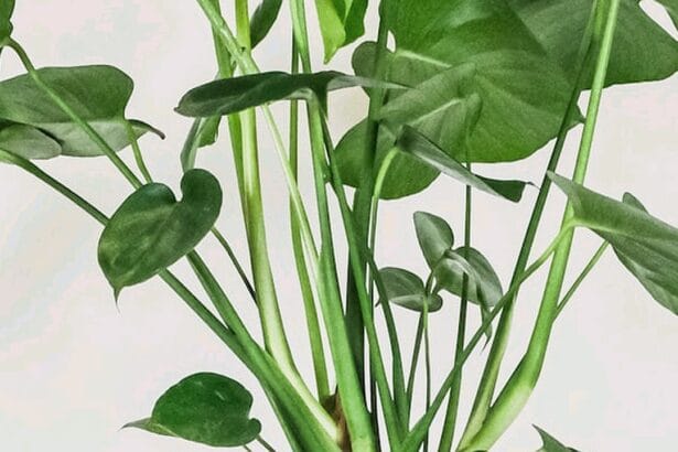Guide pratique : Comment suspendre ses plantes d’intérieur avec style