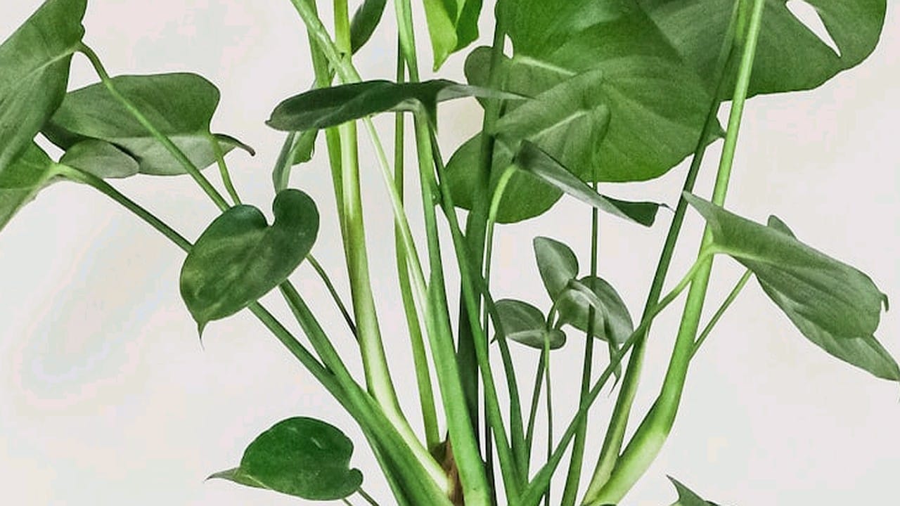 Guide pratique : Comment suspendre ses plantes d’intérieur avec style
