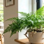 Guide pratique : Quelles plantes d’intérieur choisir avec des animaux ?
