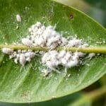 Guide pratique : Peperomia : guide de cette plante adaptée aux animaux