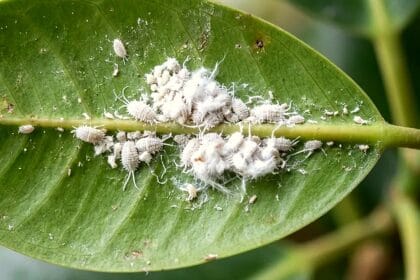 Guide pratique : Peperomia : guide de cette plante adaptée aux animaux
