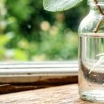 Guide pratique : Comment empêcher son chat de manger les plantes d’intérieur