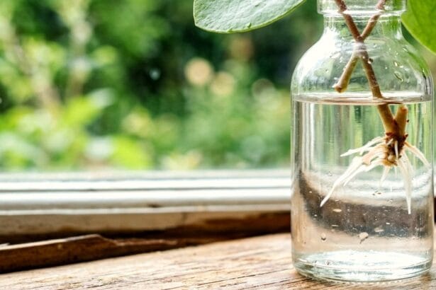 Guide pratique : Comment empêcher son chat de manger les plantes d’intérieur