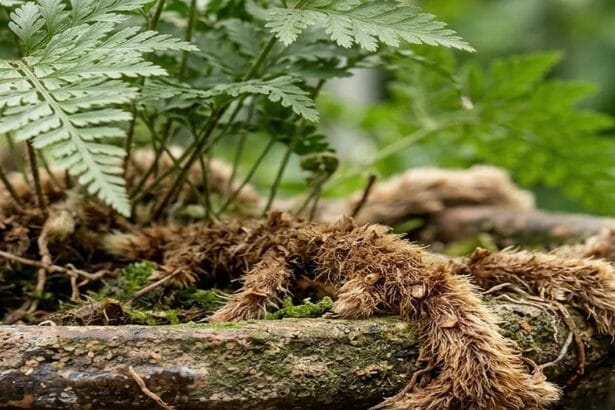Guide pratique : Marcottage aérien : guide de multiplication des grandes plantes