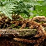Guide pratique : Division de touffe : multiplier ses plantes d’intérieur
