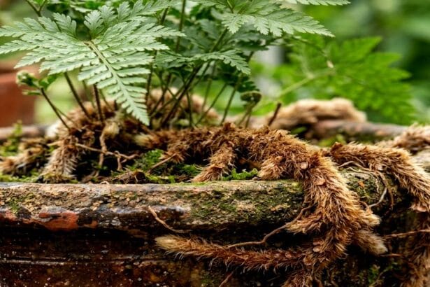 Guide pratique : Division de touffe : multiplier ses plantes d’intérieur
