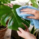 Guide pratique : Cochenilles : les identifier et les traiter