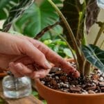 Guide pratique : Monstera deliciosa : entretien pour de grandes feuilles