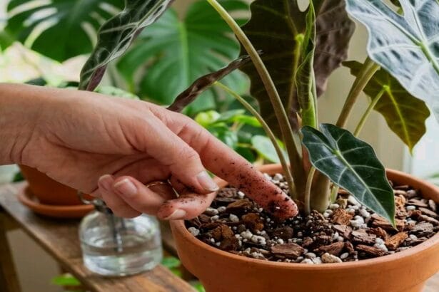 Guide pratique : Monstera deliciosa : entretien pour de grandes feuilles