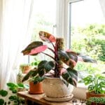 Guide pratique : Tradescantia zebrina : garder un feuillage violet