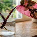 Guide pratique : Sous-arrosage ou sur-arrosage : sauver sa plante