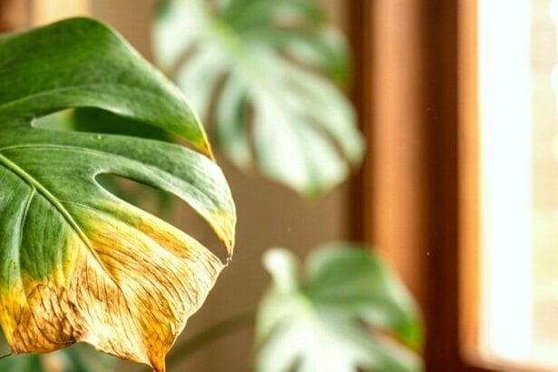 Guide pratique : Terreau maison pour plantes d’intérieur : recettes