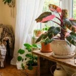 Guide pratique : Lumière des plantes : choisir la bonne exposition