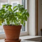 Guide pratique : Monstera deliciosa : entretien et grandes feuilles en 2026