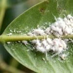 Guide pratique : Comment prendre soin d’un Monstera : guide complet 2026