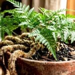 Guide pratique : Plantes dépolluantes : efficacité réelle et limites
