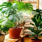 Guide pratique : Entretien Monstera deliciosa : le guide complet