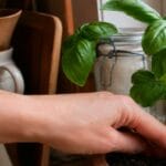 Guide pratique : Huile de neem pour plantes d’intérieur : mode d’emploi