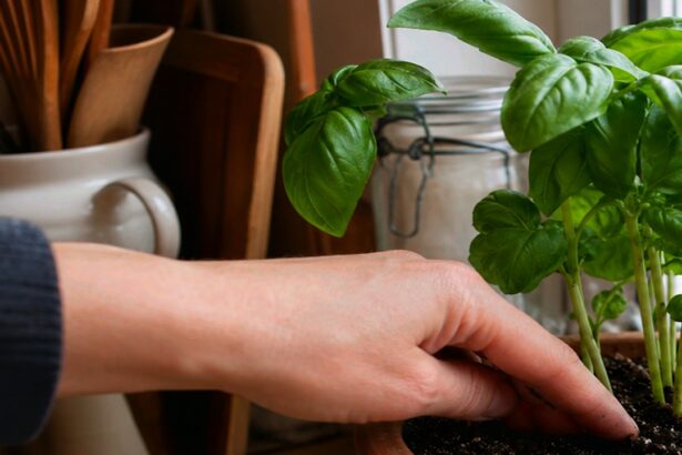 Guide pratique : Huile de neem pour plantes d’intérieur : mode d’emploi