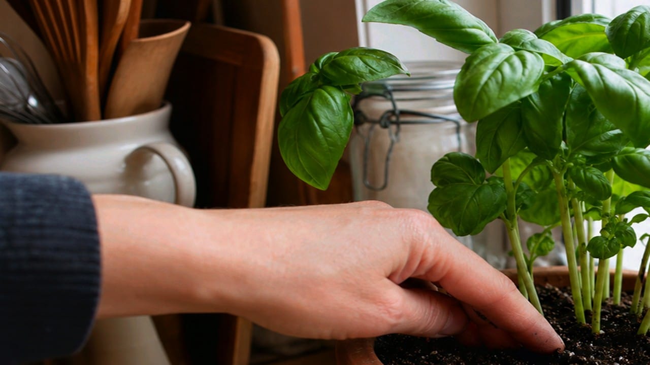 Guide pratique : Huile de neem pour plantes d’intérieur : mode d’emploi
