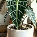 Guide pratique : Pucerons sur les plantes d’appartement : remèdes