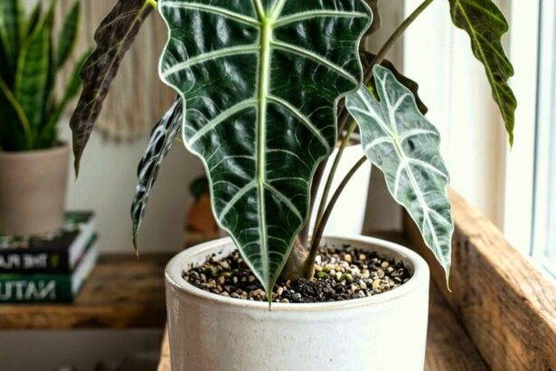 Guide pratique : Pucerons sur les plantes d’appartement : remèdes