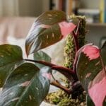 Guide pratique : Potager de balcon pour débutant : démarrer simplement