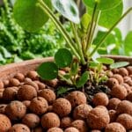 Guide pratique : Cultiver des tomates cerises en pot sur un balcon