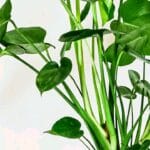 Guide pratique : Herbes aromatiques d’intérieur : lesquelles choisir ?