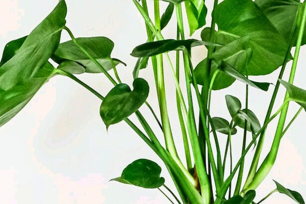 Guide pratique : Herbes aromatiques d’intérieur : lesquelles choisir ?
